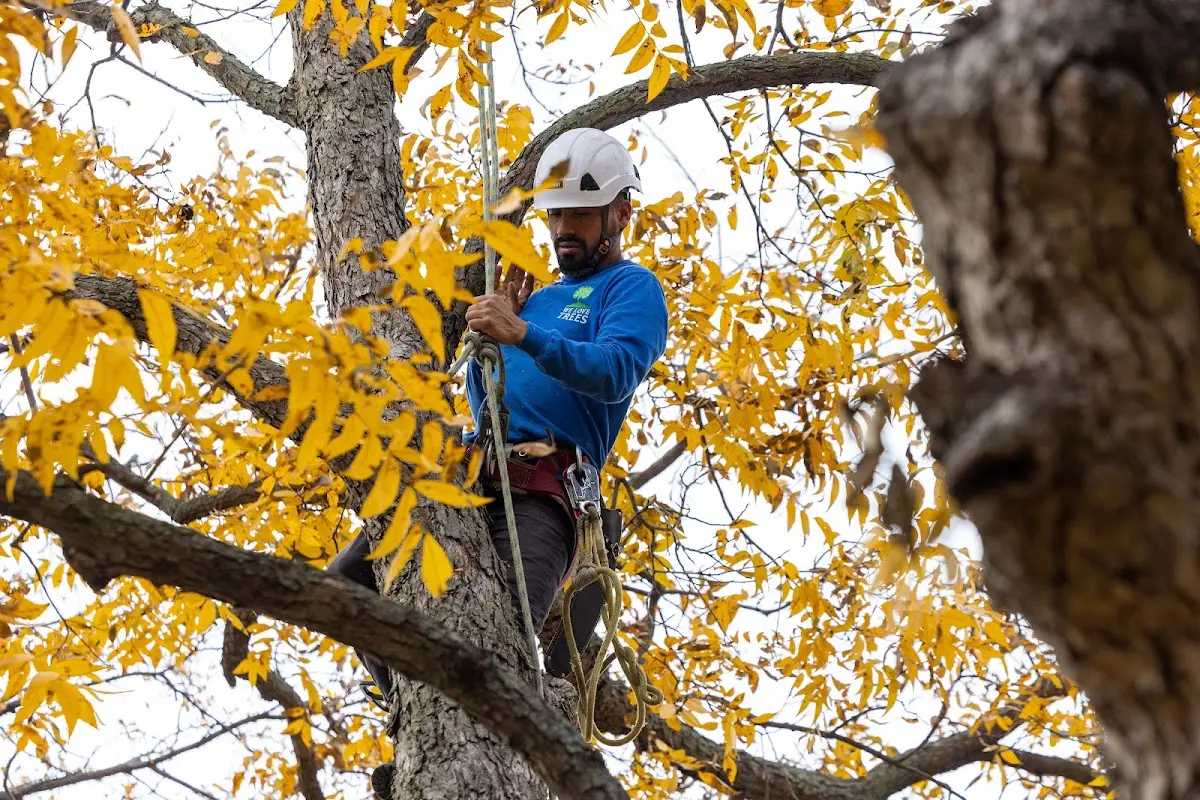 Skilled Tree Pruning crew working in Floral City