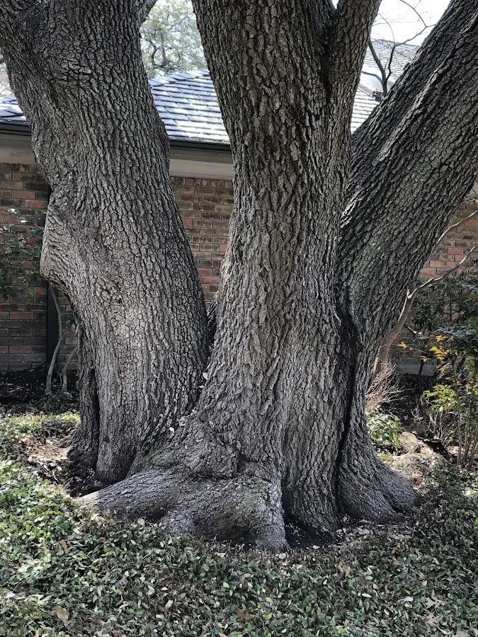 Mature heritage tree close to a Floral City property cared for by certified arborists